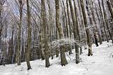 Winter in beech forest