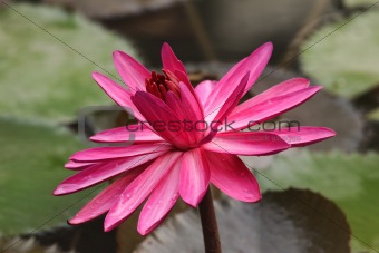 Pink Lotus