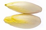 Brussels Chicory isolated over white