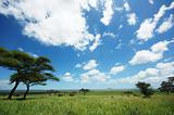 Africa landscape, clear blue sky