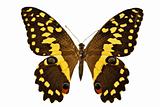 black and yellow butterfly