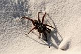 Funnel Web Spider - Fraser Island, UNESCO, Australia