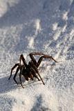Funnel Web Spider - Fraser Island, UNESCO, Australia