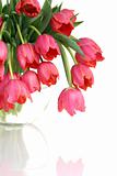 Bouquet of pink tulips on a white background.