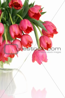 Bouquet of pink tulips on a white background.