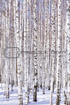 Winter birch forest - winter serenity. Ideally suits for calenda