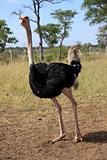 Ostrich - Uganda, Africa