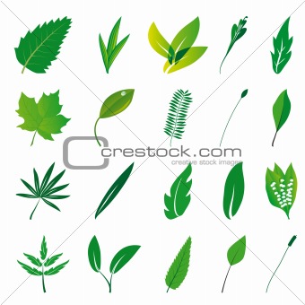 Collection of isolated green leaves