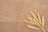 Wheat ears on burlap background 