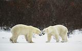 Meeting of two polar bears. 