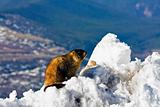 Marmot seen on the top of Mt Evans