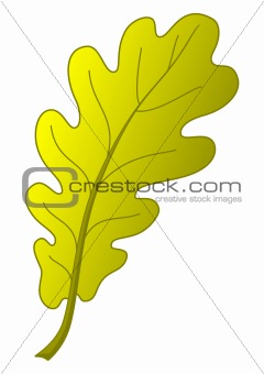Oak leaf, autumn