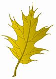 Leaf of an autumn oak Iberian