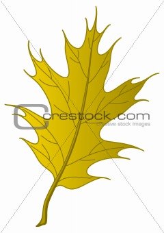 Leaf of an autumn oak Iberian