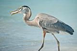 Great Blue Heron Eating a Fish on a Florida Beach
