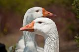 Two White Geese in the Sunlight