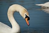 Mute Swan Profile