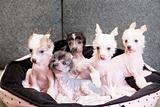 chinese crested puppy dogs