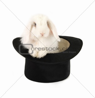 rabbit and black hat
