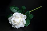 White single rose