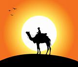 Camel At Sunset