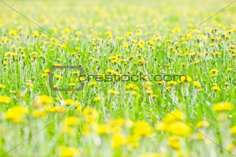 Dandelions in a grass
