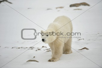 Polar bear .