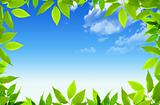 Cloudy sky background with green plant frame 

