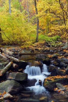 Autumn creek in forest