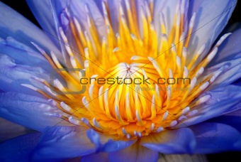 Water lily closeup