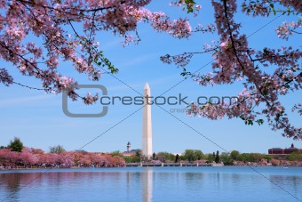 Washington monument and Cherry blossom, Washington DC