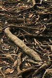 Tree Roots - Kakadu National Park, Australia
