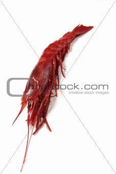 big purple shrimp