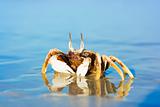 Crab on the tropical beach