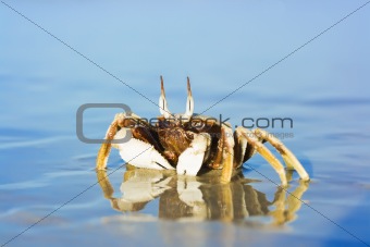 Crab on the tropical beach