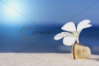 Seashell and flower on the beach