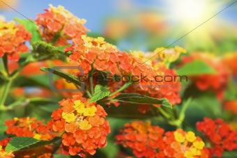 Floral background. Lantana flowers