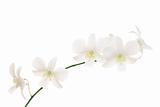 White irchids