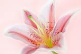 Lily flower