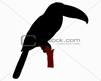 The black silhouette of a toucan sitting on a branch