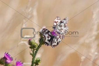 butterflies on the thistle
