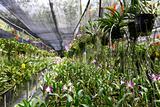 Orchid garden