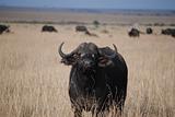 Buffalo in savanna
