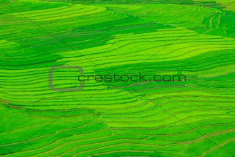  Rice field terraces
