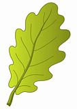 Leaf of oak tree