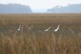 cranes in marsh