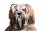 Portrait of lhasa apso dog