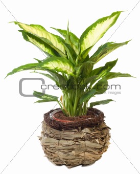 Window plant "Euphorbia leucocephala"