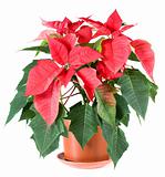 Beautiful red poinsettia plant isolated on white 