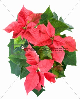 Beautiful red poinsettia plant isolated on white 